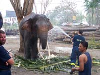 Elefanten untersttzen die Aufrumarbeiten in Indonesien.