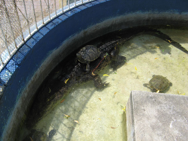 Eingezäunter Teich mit Schildkröten und einem Krokodil im Parque Central.