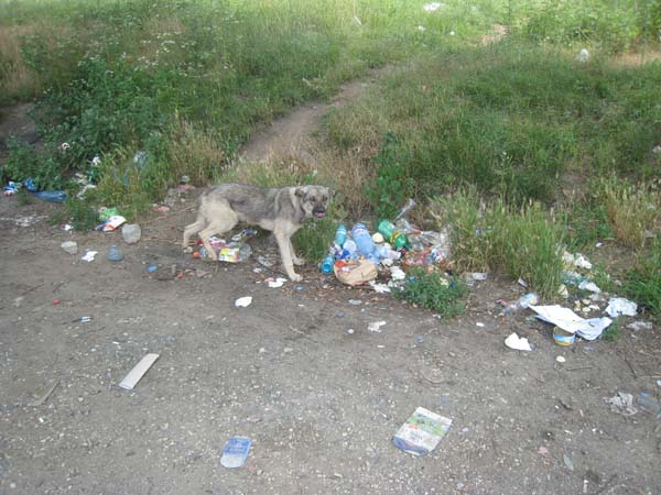 Typischer "Rastplatz" in Rumänien mit Müll und hungrigem Straßenhund.